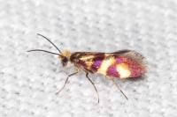 Micropterix aglaella