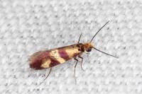 Micropterix aglaella