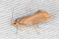 Crassa unitella