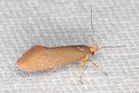 Crassa unitella