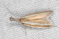 Pleurota aristella
