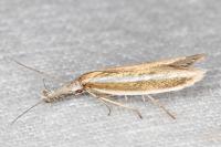 Pleurota aristella