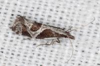 Eidophasia hufnagelii