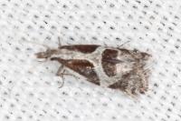 Eidophasia hufnagelii