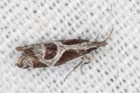 Eidophasia hufnagelii