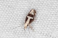 Eidophasia syenitella