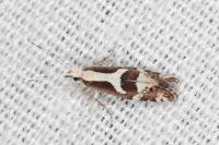Eidophasia syenitella
