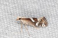 Eidophasia syenitella