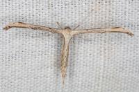 Emmelina monodactyla