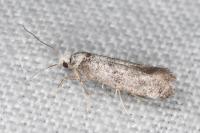 Paraswammerdamia