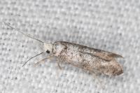 Paraswammerdamia