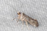 Paraswammerdamia