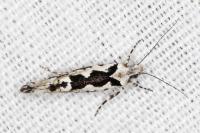 Ypsolopha sequella