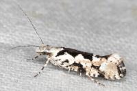Ypsolopha sequella