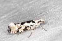 Ypsolopha sequella