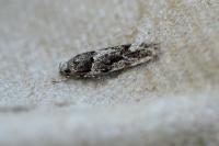 Recurvaria nanella