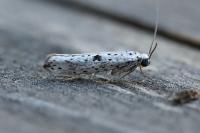 Yponomeuta plumbella