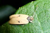 Agonopterix subpropinquella