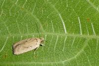 Agonopterix