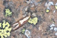 Argyresthia conjugella