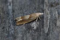 Eucosma conterminana