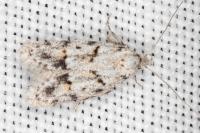 Symmoca signatella