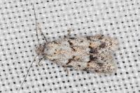 Symmoca signatella