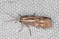 Brachodes funebris
