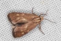 Brachodes funebris