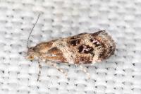 Tebenna micalis