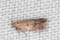 Stomopteryx