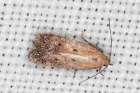 Stomopteryx