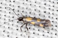 Euspilapteryx auroguttella