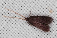 Lecithocera nigrana