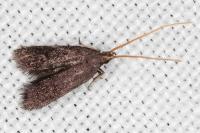 Lecithocera nigrana