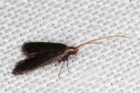 Lecithocera nigrana
