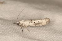 Yponomeuta irrorella