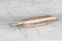 Pleurota aristella