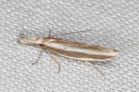 Pleurota aristella