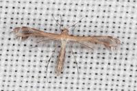 Stangeia siceliota