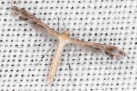 Stangeia siceliota
