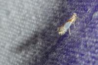 Phyllonorycter roboris