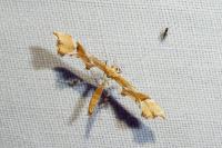 Cnaemidophorus rhododactylus