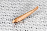 Zelleria hepariella