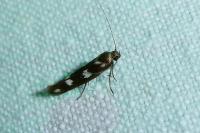 Scythris scopolella