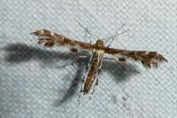 Oxyptilus parvidactylus