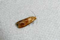 Gynnidomorpha rubricana