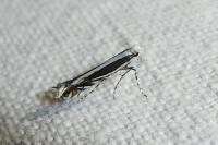Micrurapteryx kollariella