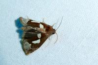 Epiblema foenella