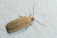 Agonopterix rotundella